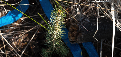 climate-action-divider-mobile