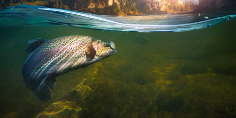 responsible-sourcing