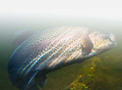 Our work to reduce food waste connects with our focus on responsible sourcing, building stronger communities and reducing plastics.