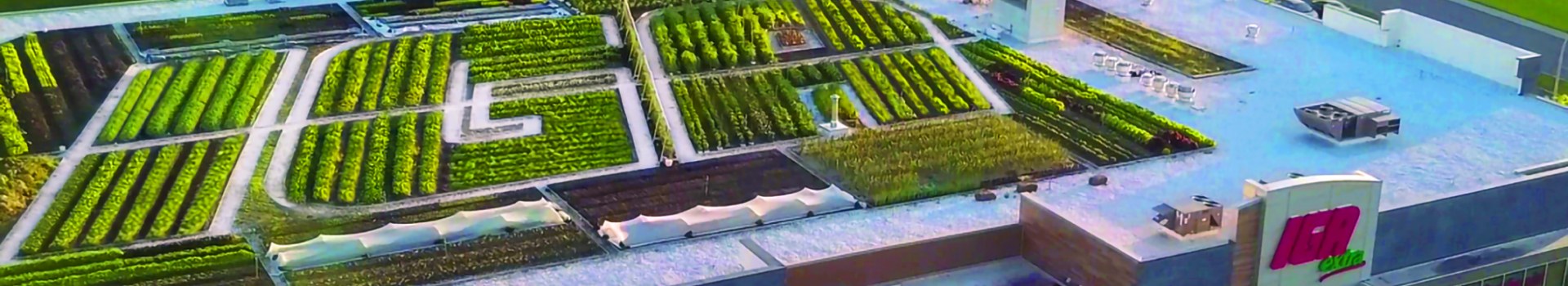 An image showing IGA Letters made with green plants on the rooftop